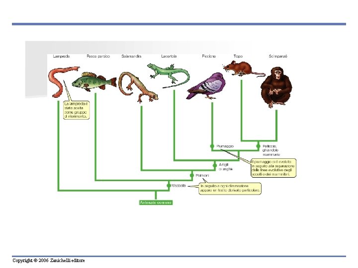 Copyright © 2006 Zanichelli editore 