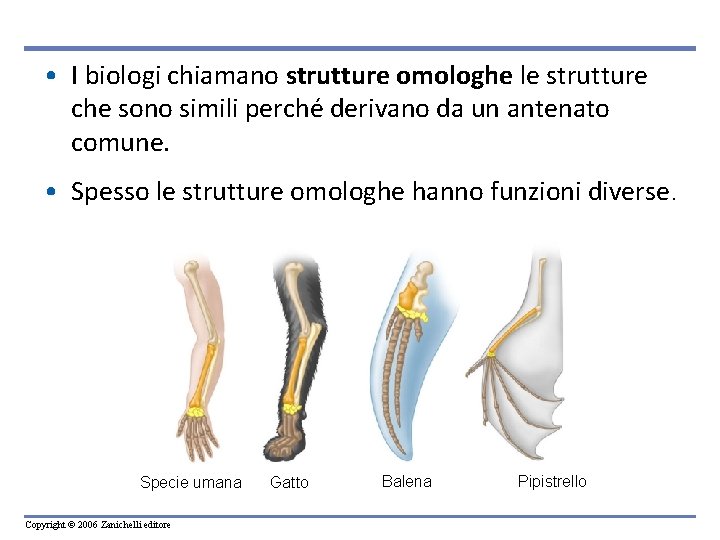  • I biologi chiamano strutture omologhe le strutture che sono simili perché derivano