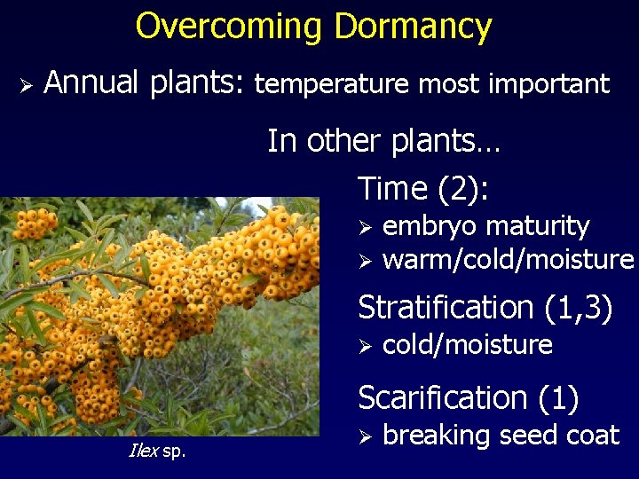 Overcoming Dormancy Ø Annual plants: temperature most important In other plants… Time (2): Ø