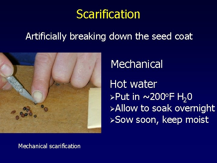 Scarification Artificially breaking down the seed coat Mechanical Hot water ØPut in ~200 o.