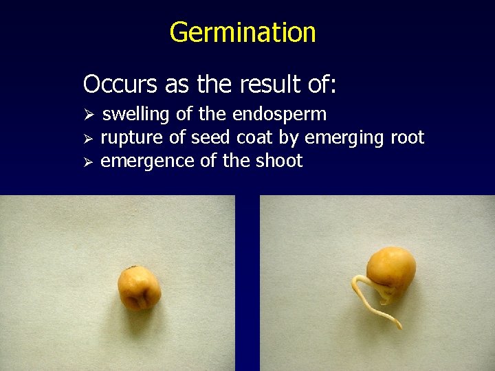 Germination Occurs as the result of: Ø Ø Ø swelling of the endosperm rupture