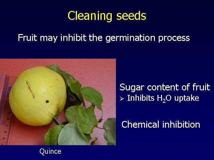 Cleaning seeds Fruit may inhibit the germination process Sugar content of fruit Ø Inhibits