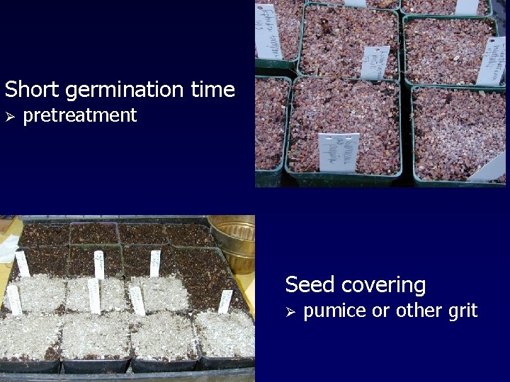 Short germination time Ø pretreatment Seed covering Ø pumice or other grit 