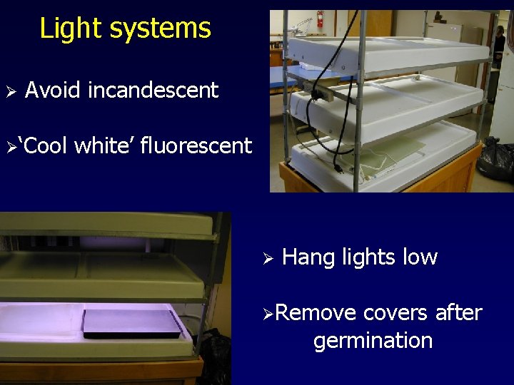 Light systems Ø Avoid incandescent Ø‘Cool white’ fluorescent Ø Hang lights low ØRemove covers