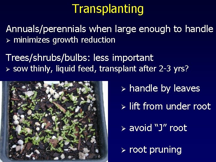 Transplanting Annuals/perennials when large enough to handle Ø minimizes growth reduction Trees/shrubs/bulbs: less important