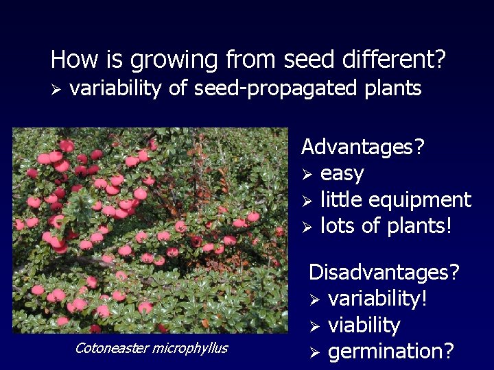 How is growing from seed different? Ø variability of seed-propagated plants Advantages? Ø easy