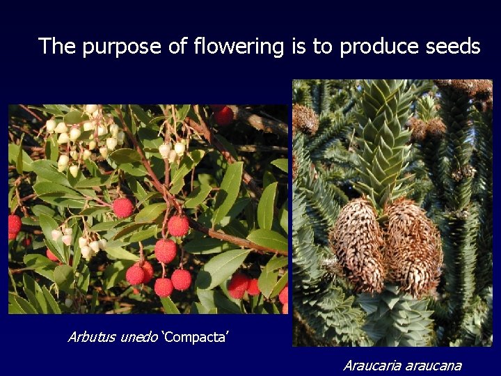 The purpose of flowering is to produce seeds Arbutus unedo ‘Compacta’ Araucaria araucana 