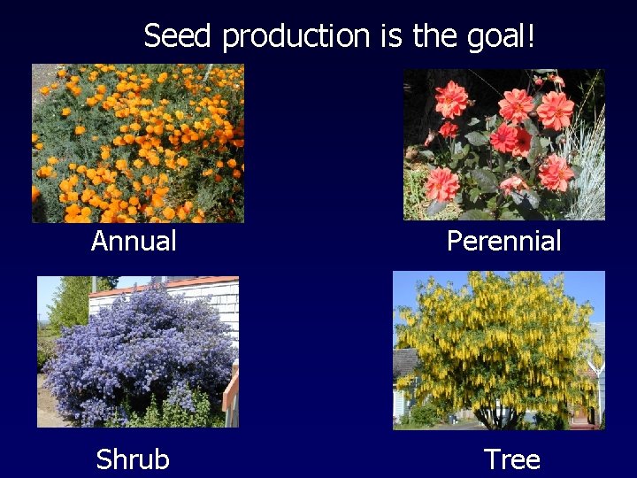 Seed production is the goal! Annual Perennial Shrub Tree 