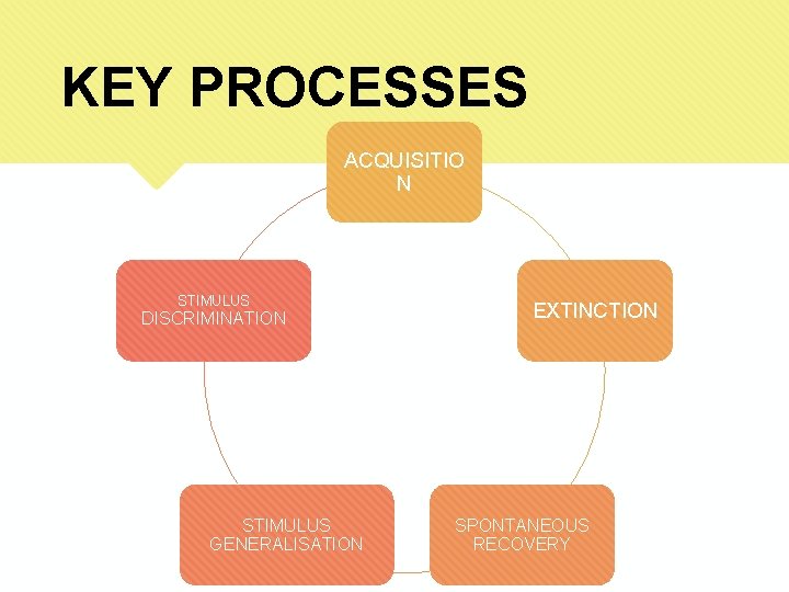 KEY PROCESSES ACQUISITIO N STIMULUS DISCRIMINATION STIMULUS GENERALISATION EXTINCTION SPONTANEOUS RECOVERY 