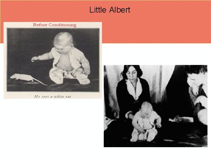 Little Albert 