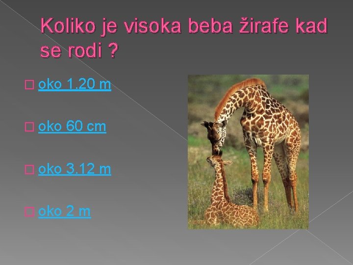 Koliko je visoka beba žirafe kad se rodi ? � oko 1. 20 m
