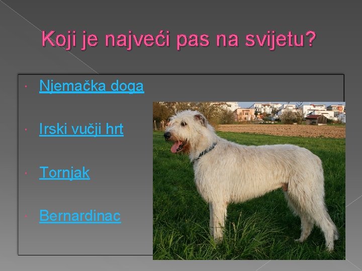 Koji je najveći pas na svijetu? Njemačka doga Irski vučji hrt Tornjak Bernardinac 