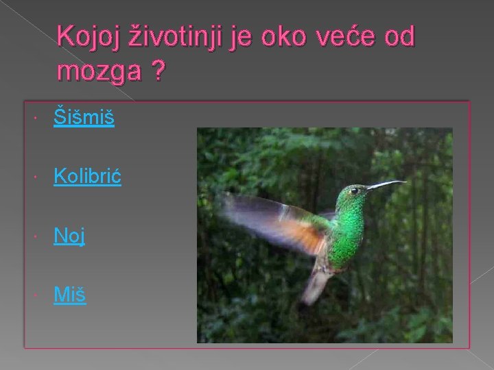Kojoj životinji je oko veće od mozga ? Šišmiš Kolibrić Noj Miš 