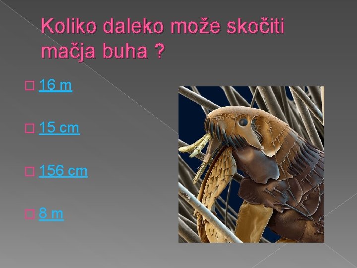 Koliko daleko može skočiti mačja buha ? � 16 m � 15 cm �