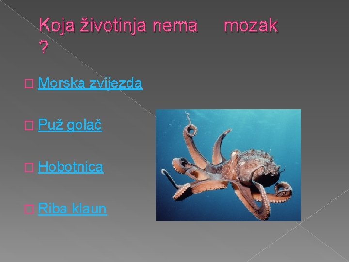 Koja životinja nema ? � Morska � Puž zvijezda golač � Hobotnica � Riba