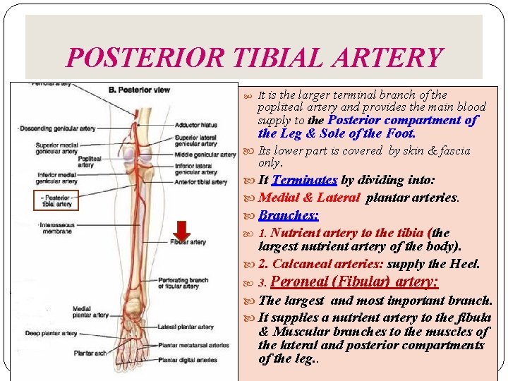 POSTERIOR TIBIAL ARTERY It is the larger terminal branch of the popliteal artery and