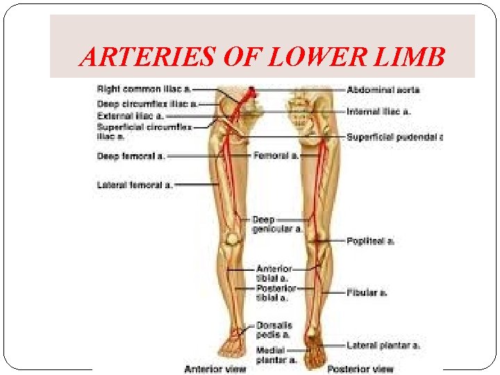 ARTERIES OF LOWER LIMB 