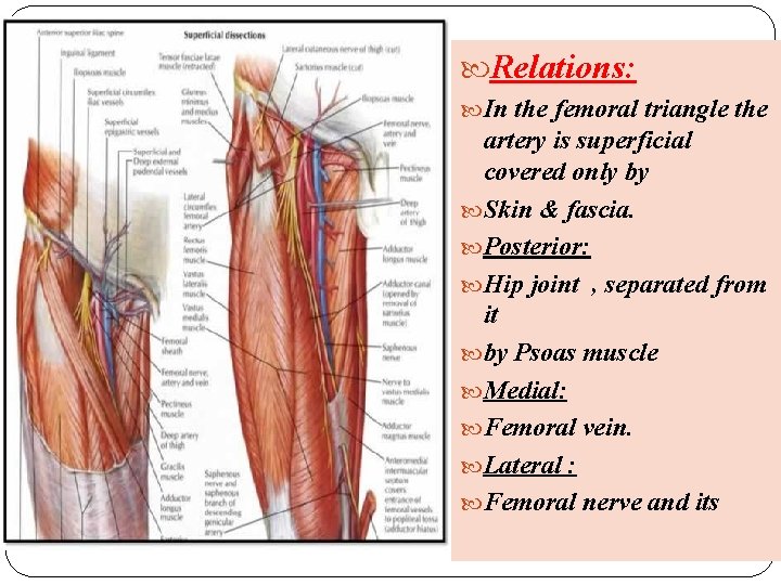  Relations: In the femoral triangle the artery is superficial covered only by Skin