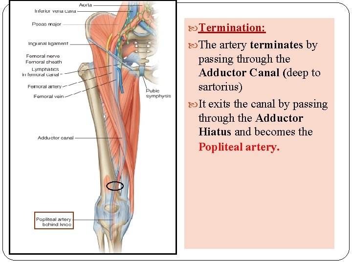  Termination: The artery terminates by passing through the Adductor Canal (deep to sartorius)