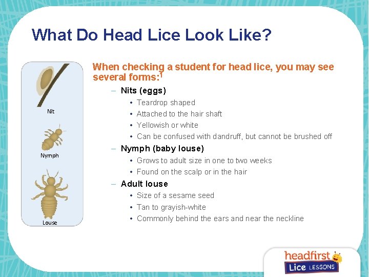 What Do Head Lice Look Like? When checking a student for head lice, you