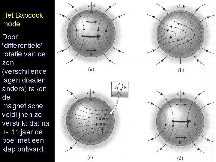 Het Babcock model Door ‘differentiele’ rotatie van de zon (verschillende lagen draaien anders) raken