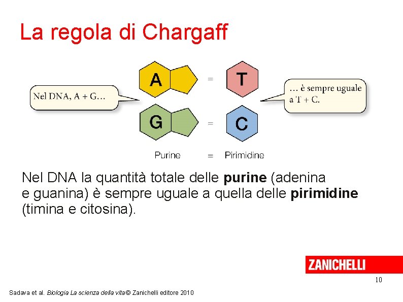 La regola di Chargaff Nel DNA la quantità totale delle purine (adenina e guanina)
