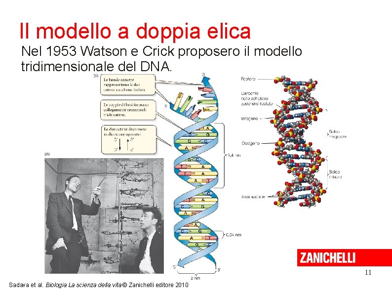 Il modello a doppia elica Nel 1953 Watson e Crick proposero il modello tridimensionale