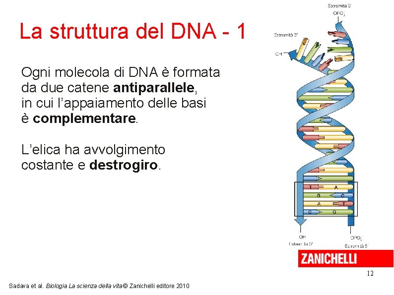 La struttura del DNA - 1 Ogni molecola di DNA è formata da due