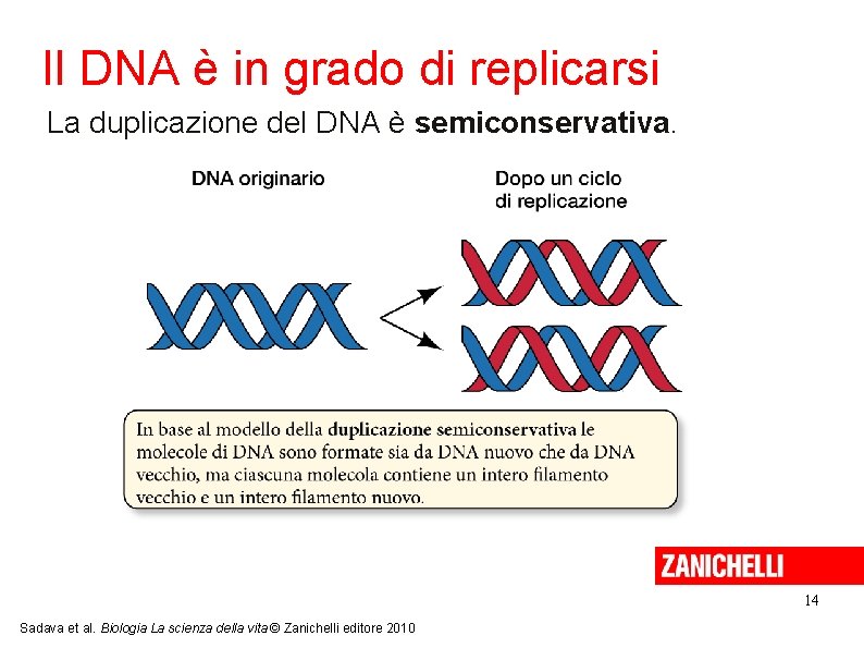 Il DNA è in grado di replicarsi La duplicazione del DNA è semiconservativa. 14