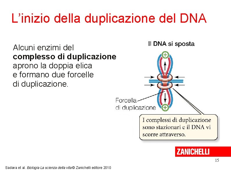 L’inizio della duplicazione del DNA Alcuni enzimi del complesso di duplicazione aprono la doppia