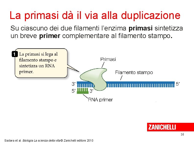 La primasi dà il via alla duplicazione Su ciascuno dei due filamenti l’enzima primasi