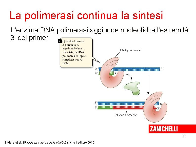La polimerasi continua la sintesi L’enzima DNA polimerasi aggiunge nucleotidi all’estremità 3' del primer.