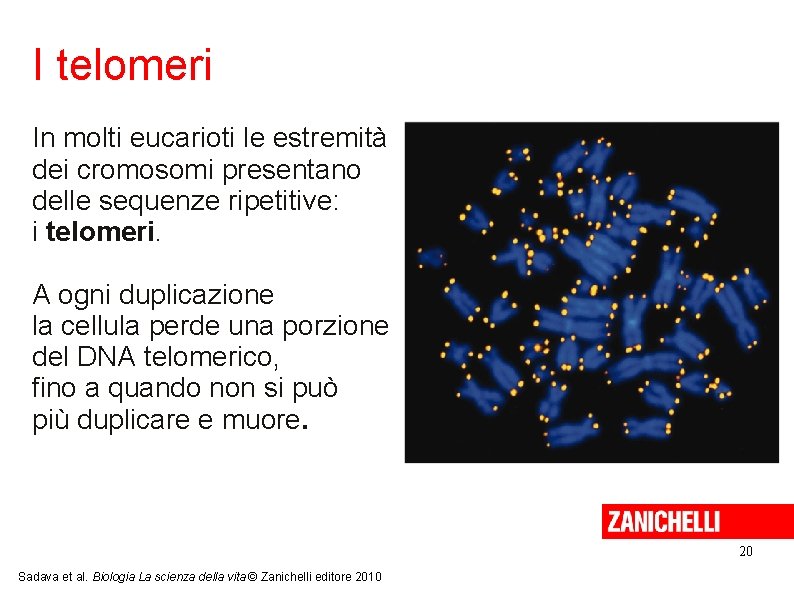 I telomeri In molti eucarioti le estremità dei cromosomi presentano delle sequenze ripetitive: i
