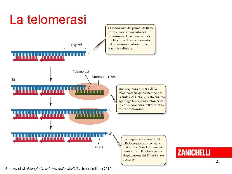 La telomerasi 21 Sadava et al. Biologia La scienza della vita © Zanichelli editore