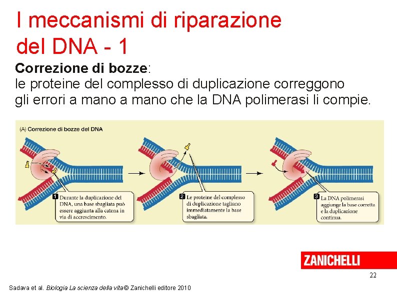 I meccanismi di riparazione del DNA - 1 Correzione di bozze: le proteine del