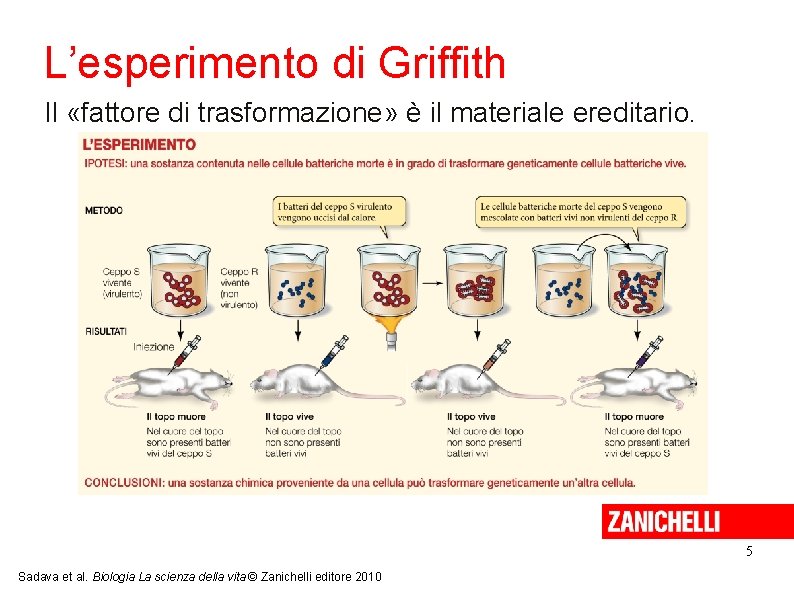 L’esperimento di Griffith Il «fattore di trasformazione» è il materiale ereditario. 5 Sadava et