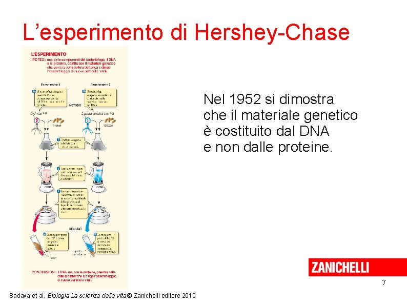 L’esperimento di Hershey-Chase Nel 1952 si dimostra che il materiale genetico è costituito dal