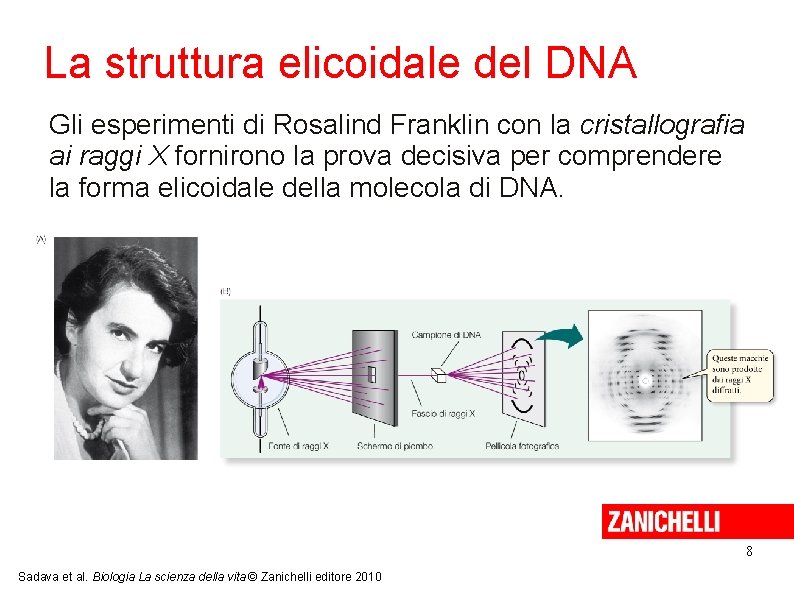 La struttura elicoidale del DNA Gli esperimenti di Rosalind Franklin con la cristallografia ai