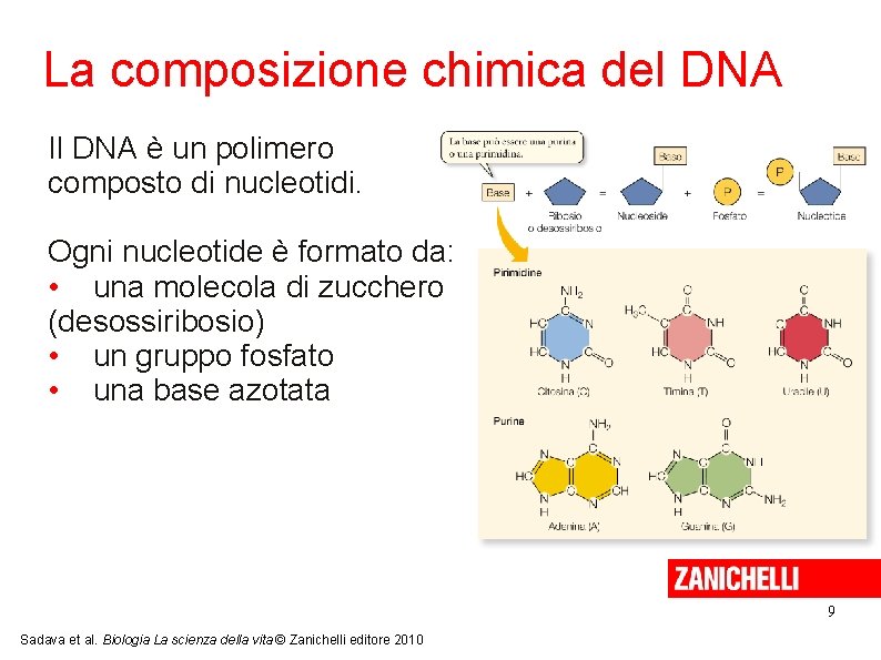 La composizione chimica del DNA Il DNA è un polimero composto di nucleotidi. Ogni