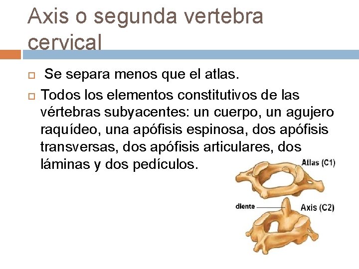 Axis o segunda vertebra cervical Se separa menos que el atlas. Todos los elementos