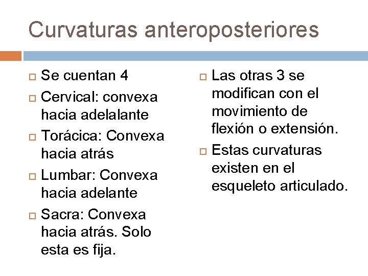 Curvaturas anteroposteriores Se cuentan 4 Cervical: convexa hacia adelalante Torácica: Convexa hacia atrás Lumbar: