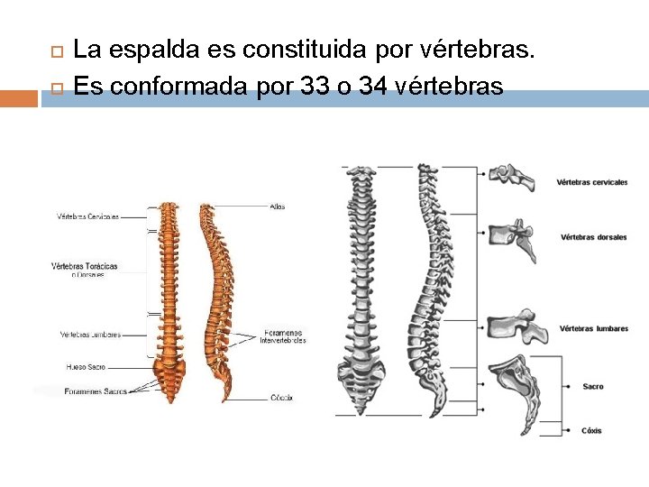  La espalda es constituida por vértebras. Es conformada por 33 o 34 vértebras