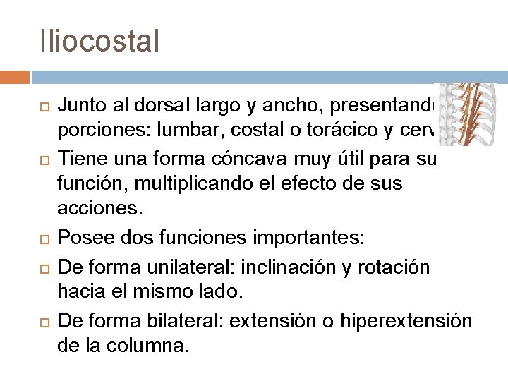 Iliocostal Junto al dorsal largo y ancho, presentando 3 porciones: lumbar, costal o torácico