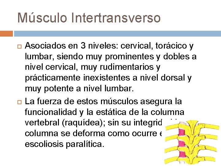 Músculo Intertransverso Asociados en 3 niveles: cervical, torácico y lumbar, siendo muy prominentes y