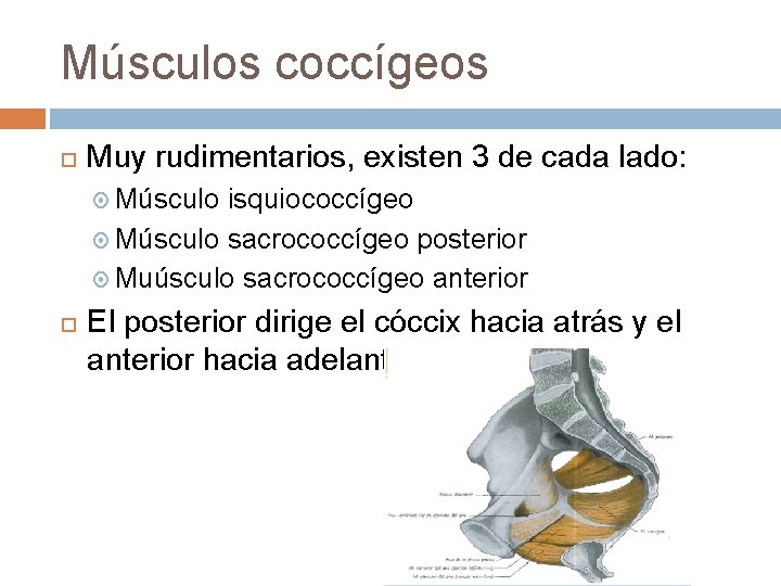 Músculos coccígeos Muy rudimentarios, existen 3 de cada lado: Músculo isquiococcígeo Músculo sacrococcígeo posterior