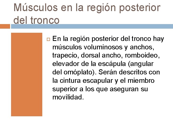 Músculos en la región posterior del tronco En la región posterior del tronco hay