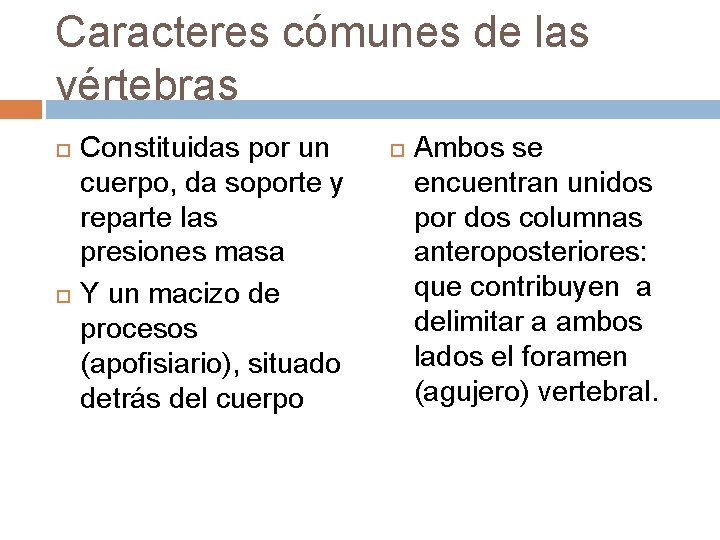 Caracteres cómunes de las vértebras Constituidas por un cuerpo, da soporte y reparte las