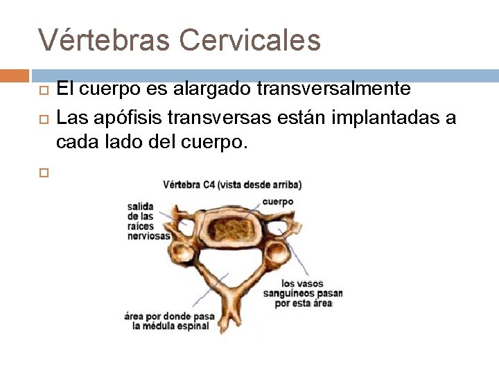 Vértebras Cervicales El cuerpo es alargado transversalmente Las apófisis transversas están implantadas a cada