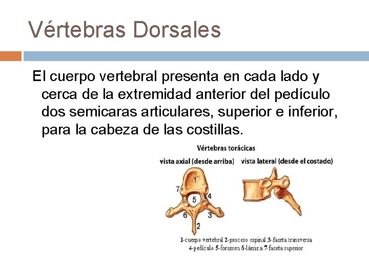 Vértebras Dorsales El cuerpo vertebral presenta en cada lado y cerca de la extremidad