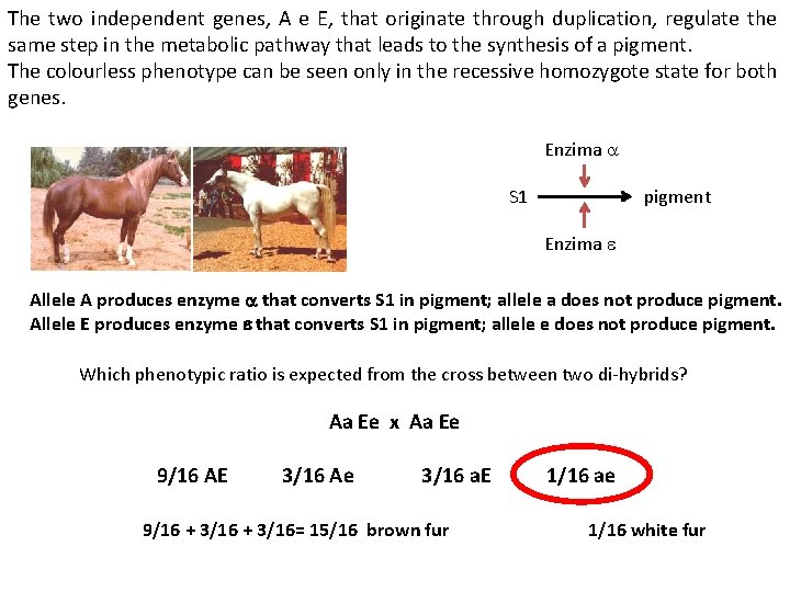 The two independent genes, A e E, that originate through duplication, regulate the same